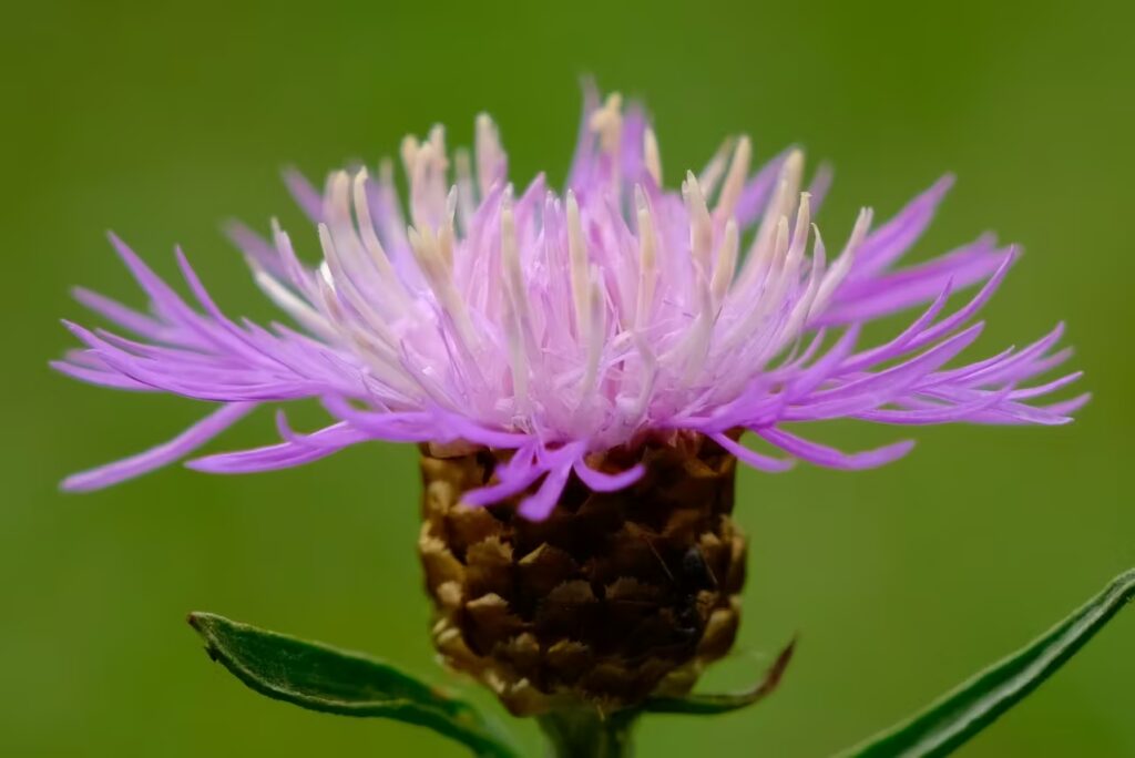 Nahaufnahme einer violetten Blüte vor grünem Hintergrund – Symbol für natürliche Entgiftung, Pflanzenkraft und Regeneration durch Heilpflanzen.