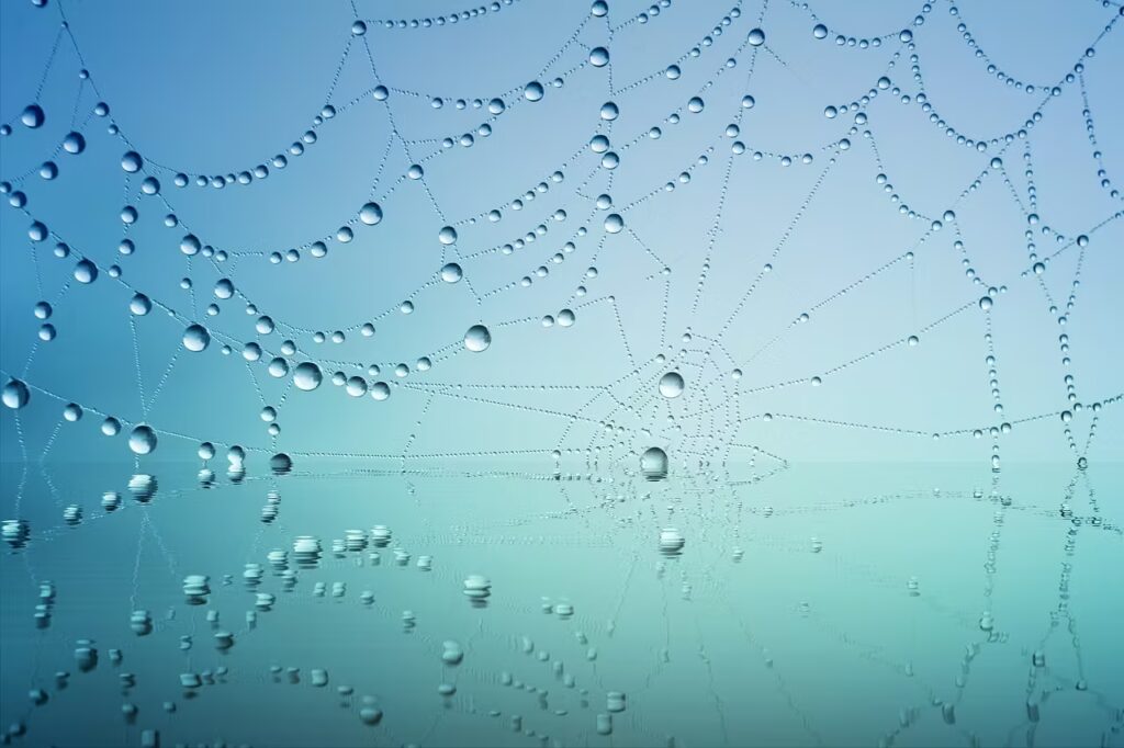 Spinnennetz mit Tautropfen – symbolisiert das feine Fasziennetz im Körper, das durch Narben, Verletzungen oder Spannungen an einer Stelle das gesamte System beeinflussen kann.