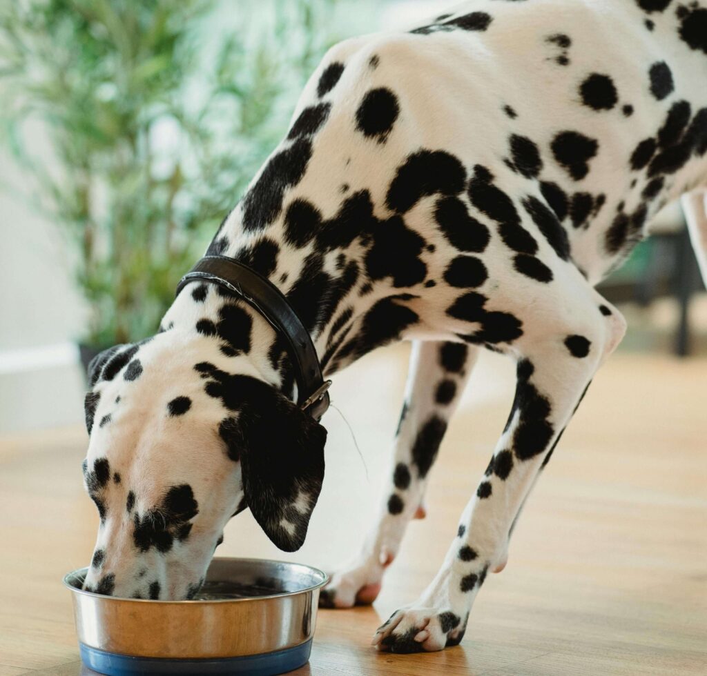Hund frisst getreidefreies Hundefutter aus Futternapf